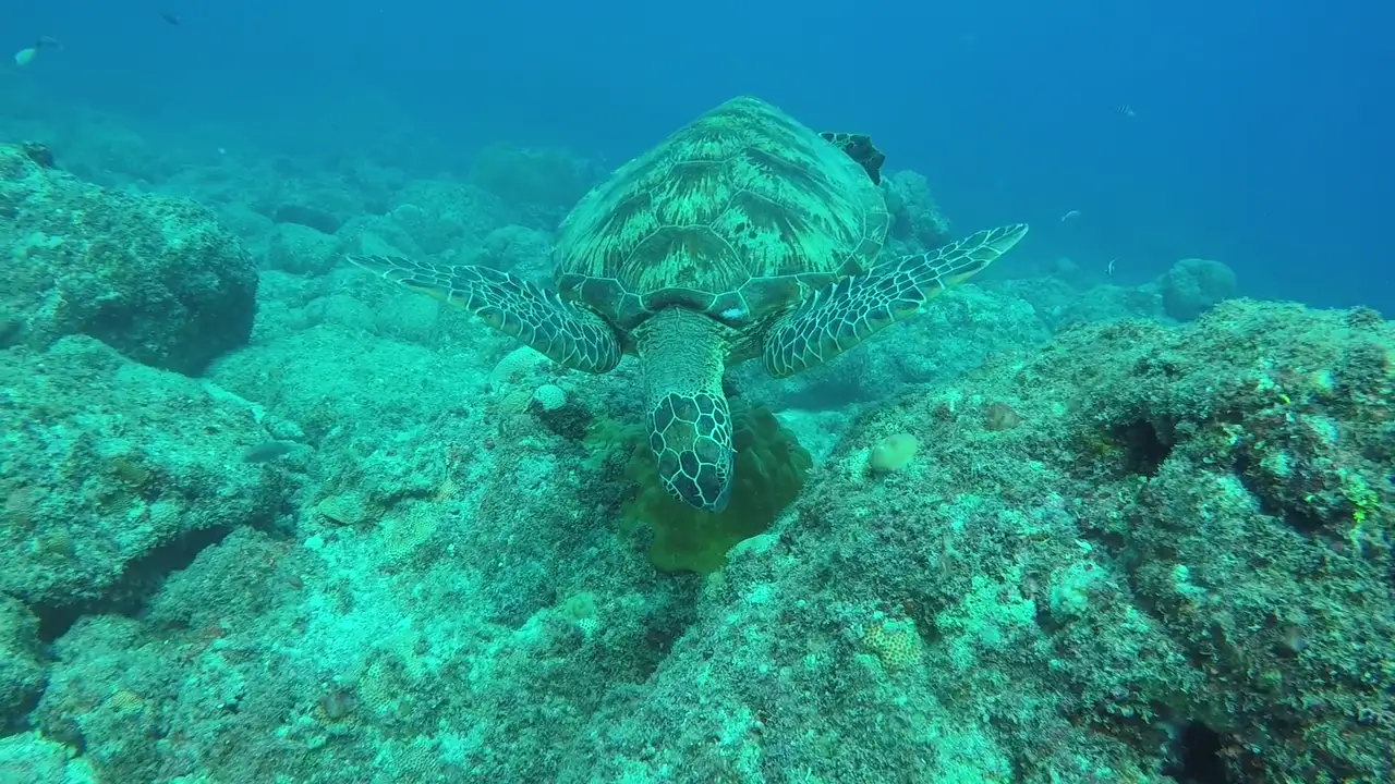 Une tortue marine nage lentement dans une eau claire